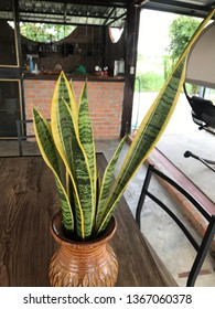 Sansevieria Trifasciata Prain.