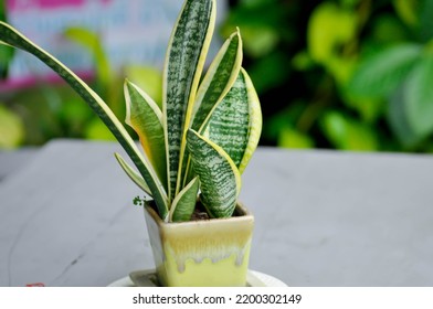 Sansevieria Trifasciata Prain, Snake Plant Or Mother In Laws Tongue In The Flower Pot