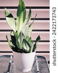 Sansevieria trifasciata ‘Moonshine’ - Snake Plant
