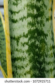 Sansevieria Trifasciata, Snake Plant Or Mother In Laws Tongue, Thai Dragon Tongue Plant 