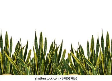 Sansevieria Trifasciata, Snake Plant, Mother-in-laws Tongue On White Background