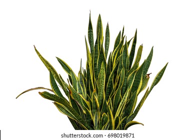 Sansevieria Trifasciata, Snake Plant, Mother-in-laws Tongue On White Background