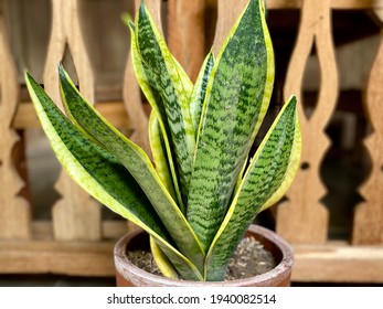 Sansevieria trifasciata or snake plant on terracotta flower pot, Indonesian traditional antique wood fence as background. This succulent is popular as houseplant, indoor decoration, and air purifier.