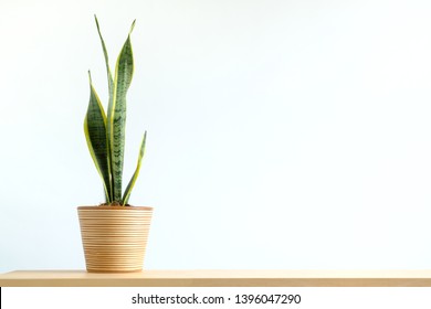 Sansevieria Trifasciata Or Snake Plant In Pot On Wood, Purify Air, House Plant