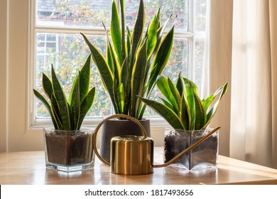 A Sansevieria Trifasciata Snake Plant In The Window Of A Modern Home Or Apartment Interior.