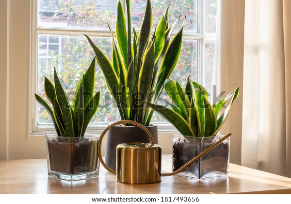 A sansevieria trifasciata snake\
plant in the window of a modern home or apartment\
interior.