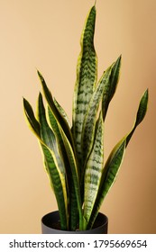 Sansevieria Trifasciata In The Studio