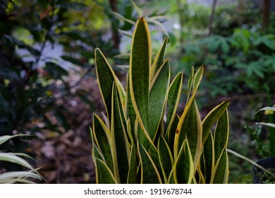 Sansevieria Trifasciata - Viper's Bowstring Hemp - Mother- In- Laws Tounge - Snake Plant - Air Purifying Plants