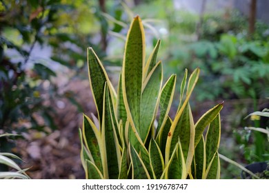 Sansevieria Trifasciata - Viper's Bowstring Hemp - Mother- In- Laws Tounge - Snake Plant - Air Purifying Plants