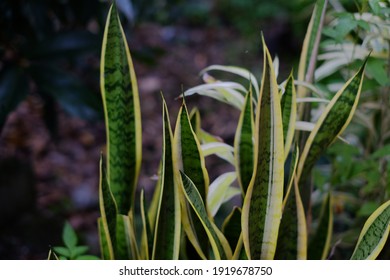 Sansevieria Trifasciata - Viper's Bowstring Hemp - Mother- In- Laws Tounge - Snake Plant - Air Purifying Plants