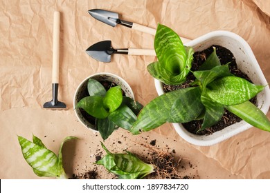 Sansevieria In White Pots And A Set For Transplanting And Caring For Plants On Craft Paper, Transplanting Indoor Plants Top View