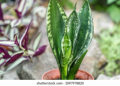 Sansevieria Whitney Houseplant. Indoor Plants Outside, Outdoors Home Jungle