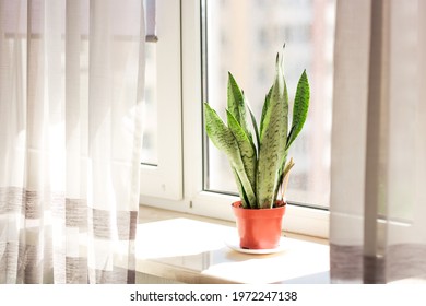 Sansevieria Zeylanica Snake Plant Indoors.Urban Jungle Concept. Home Plant.