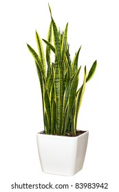 Sansevieriya Houseplant In A Pot Large White Isolated On White Background