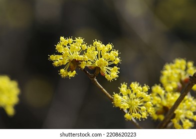 Sansyuyu (Cornus Officinalis), Deciduous Small Tree Of The Family Cornaceae