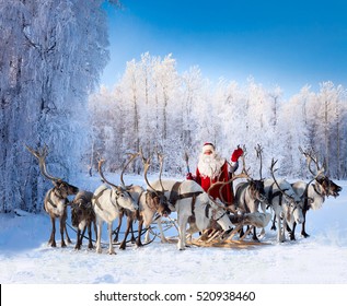 Santa Claus are near his reindeers in snowy forest.