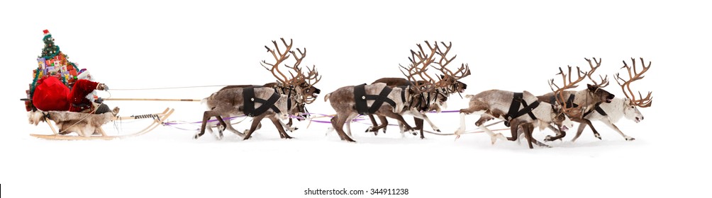 Santa Claus rides in a reindeer sleigh. He hastens to give gifts before Christmas. 