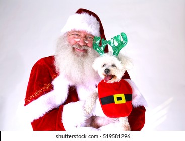 Santa Claus smiles as he holds a Smiling Bichon Frise dog. Isolated on white with room for your text.