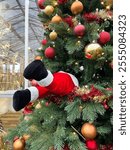 Santa Claus stuck in the Christmas tree, with his legs sticking out. The tree is adorned with red and gold baubles. Perfect for holiday, festive, and humorous content in marketing or social media.