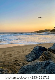 Santa Cruz, California coast at sunset with a seagull flying