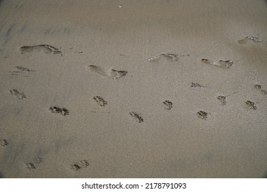 Santa Cruz, California, USA. ‎Wednesday, ‎April ‎20, ‎2022. Human And Dog Foot Prints On A Sandy Beach.