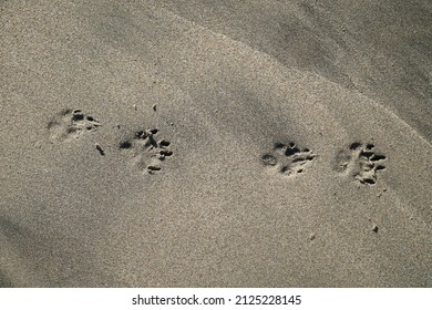 Santa Cruz, California, USA. ‎Sunday, ‎February ‎6, ‎2022. Small Dog Foot Prints In The Sand.