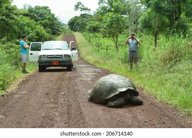 SANTA CRUZ, ECUADOR - MAY 3: A Wild Endangered Giant Galapagos Tortoise Crossing A Dirty Road With Tourist People Looking For Him On May 3, 2014 In Santa Cruz Island Highlands, Galapagos, Ecuador