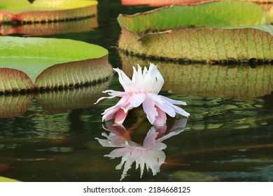 Santa Cruz Waterlily,Giant Waterlily,Water-platter flower and leaves growing in the pond in summer