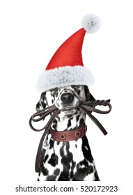 Santa dog is holding the leash in its mouth -- isolated on white