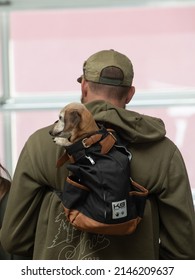 Santa Fe, New Mexico, U.S.A. - April 10, 2022; Man Carrying Small Dog In K9 Dog Carrier In Santa Fe Farmers Market Backpack Knapsack Type Dog Carrier Dog With Long Floppy Ears And Big Eyes Long Nose 