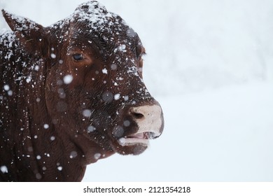 Santa Gertrudis Beef Cow In Winter Snow With Shallow Depth Of Field And Copy Space On White Background.