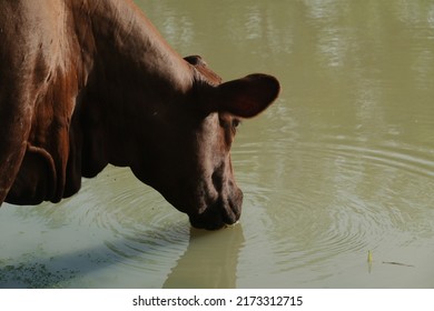 Santa Gertrudis Cow Drinking Pond Water For Cattle Hydration On Texas Ranch Concept.