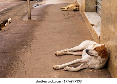 Santa Maria De Itabira - Minas Gerais - Brasil - DEZ 26 2020: Abandoned Dogs On The Street