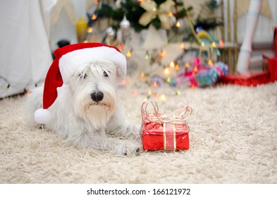 Santa miniature white schnauzer with christmas gift