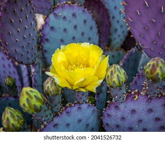The Santa Rita Prickly Pear of the Sonoran Desert changes colors due to the available light and season. The bright yellow flowers provide a nice color contrast.