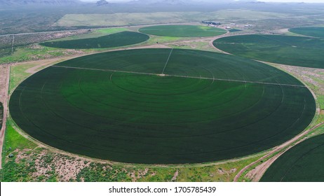 santa rita villa ahumada chihuahua Mexico - april 16 2020: phantom 4 pro + drone flying over pivots circles irrigations  system corn and cotton fields, nice crops top views fields in the dessert