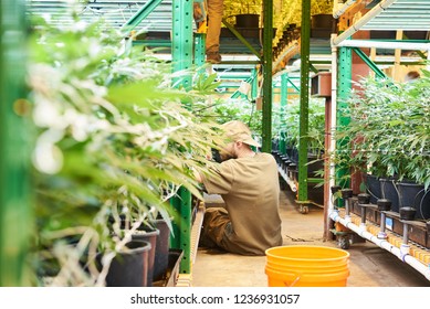 Santa Rosa, California/USA 08/19/2018 Vertical Cannabis Indoor Farm. Advances In Full Spectrum LED Technology Makes Vertical Farming Possible To Optimize Cannabis Crops.