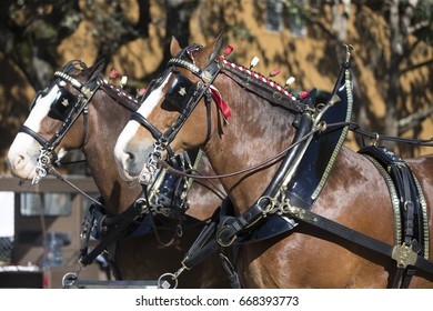 Santa Rosa, CA/USA: 6/17/17: Budweiser Clydesdales make an appearance at Country Summer festival.  They were first introduced to the public on April 7, 1933, to celebrate the repeal of Prohibition. 