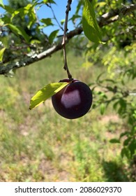 Santa Rosa Plum Tree Florida