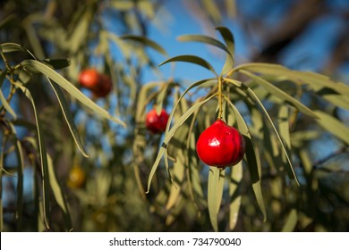 Santalum Acuminatum,  Desert Bush Tucker Peach Quandong.  Australian Native Fruit