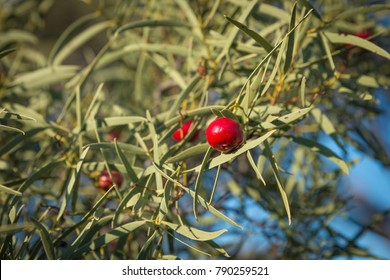 Santalum Acuminatum,  Desert Bush Tucker Peach Quandong.  Australian Natine Fruit