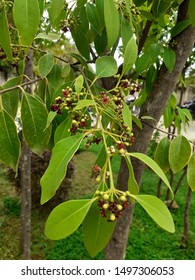 Santalum Album Leaves Flowers And Bud