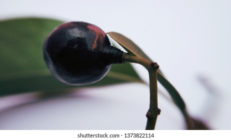 Santalum album - Ripe Black Sandalwood Fruit Closeup SHot