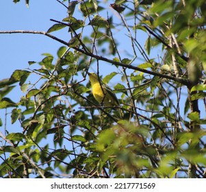 Santalum Album Tree With Greeen Leaves