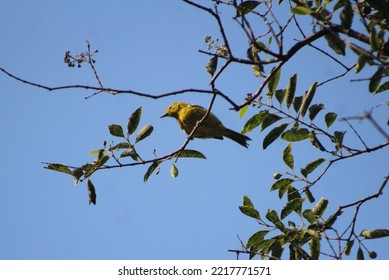 Santalum Album Tree With Greeen Leaves