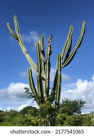 SANTANA DO IPANEMA, AL, BRASIL - JULHO 11, 2022: Cactus Of The Species Mandacaru Do Sertão In The Northeast Of Alagoas, A Species Widely Found In The Northeast Of The Entire Country.