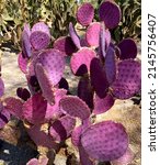 Santa-Rita Prickly Pear, Purple Pancake, Purple Prickly Pear, Opuntia Santa-Rita cactus comes from the southern USA deserts and northern Mexico.