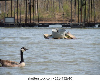 Santee Cooper Lake Nature Bird