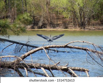 Santee Cooper Lake Nature Bird