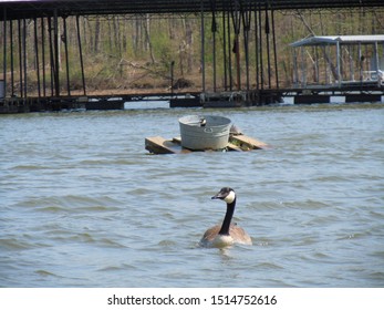 Santee Cooper Lake Nature Bird